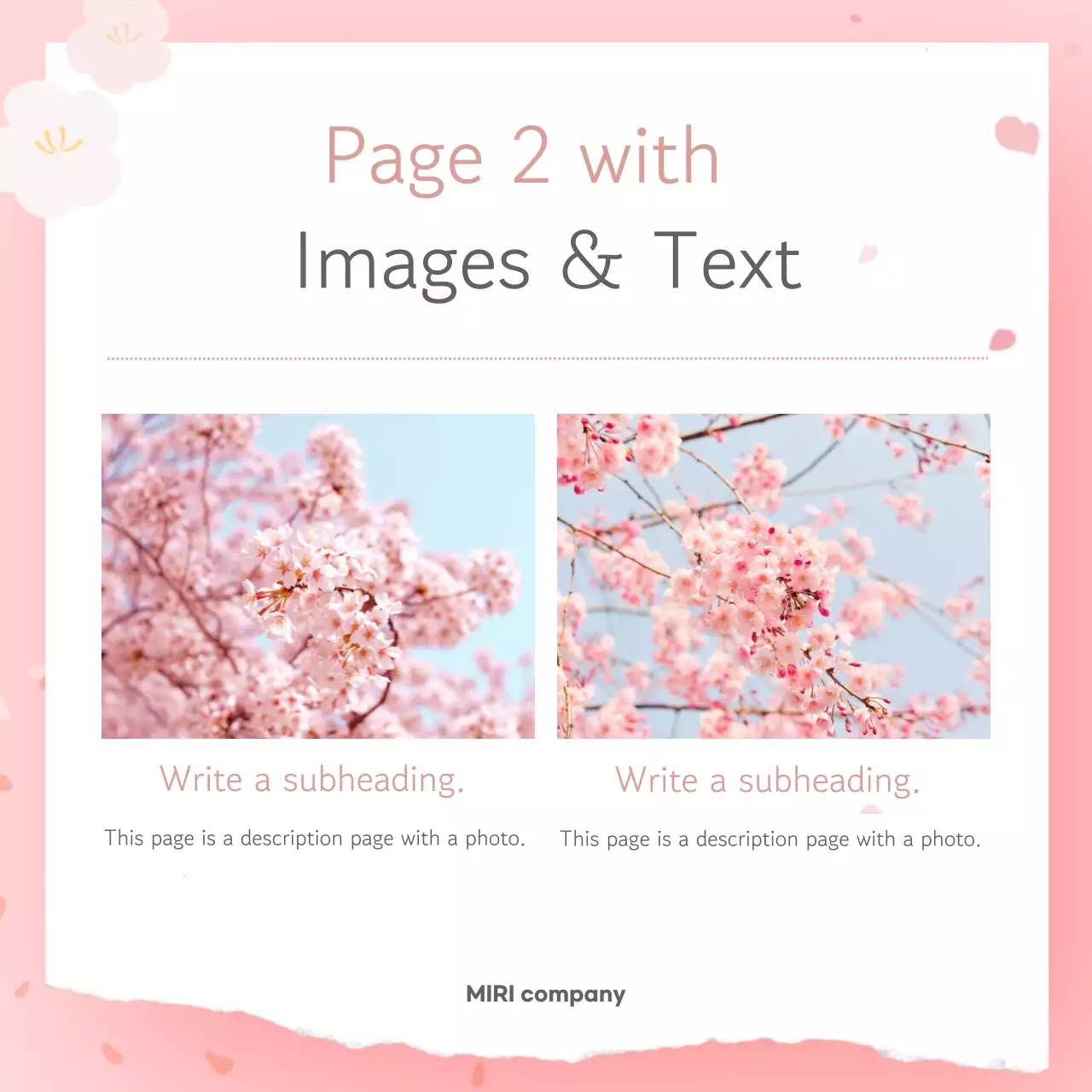 Pink Simple Spring Postcard