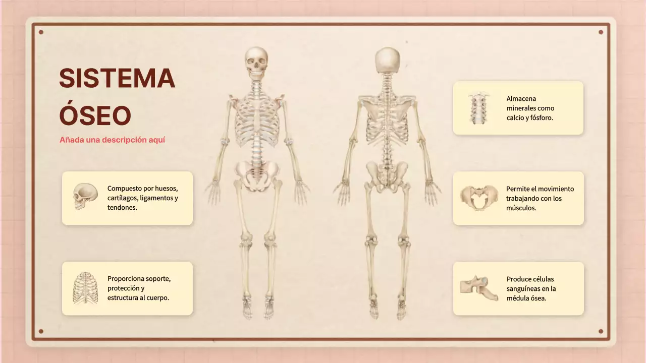 Marrón rosa vintage retro material de clase de anatomía