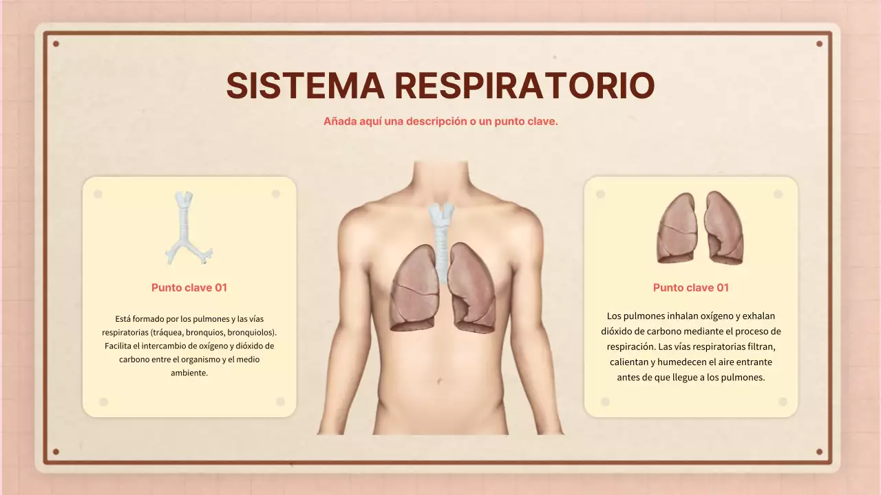 Marrón rosa vintage retro material de clase de anatomía