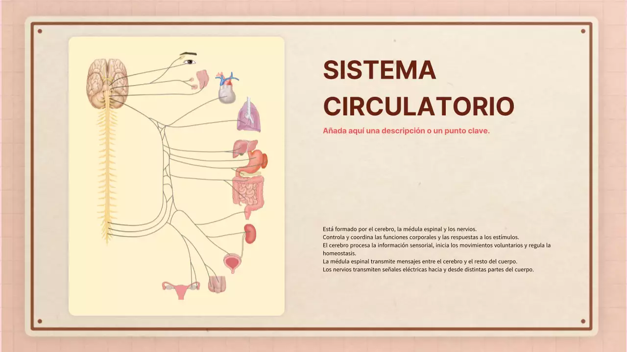 Marrón rosa vintage retro material de clase de anatomía
