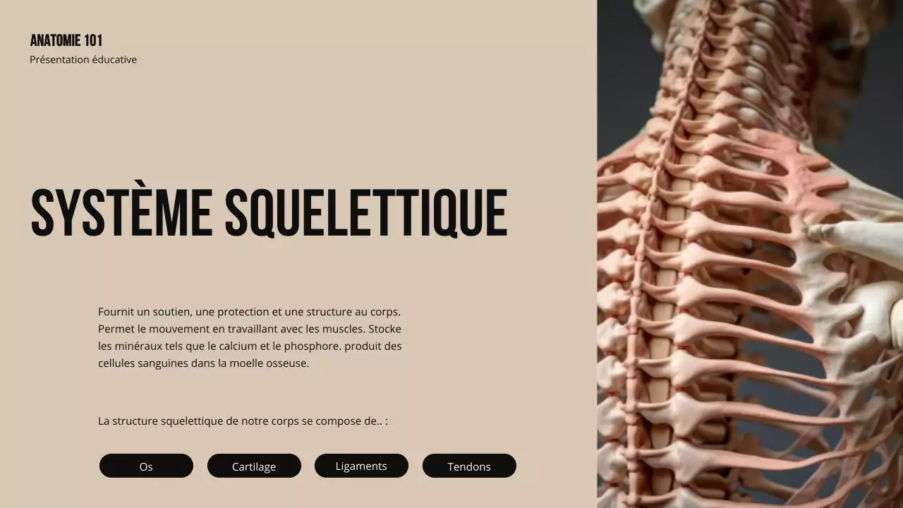 Matériel d'étude sur la structure et la fonction des parties du corps Ivory Bold