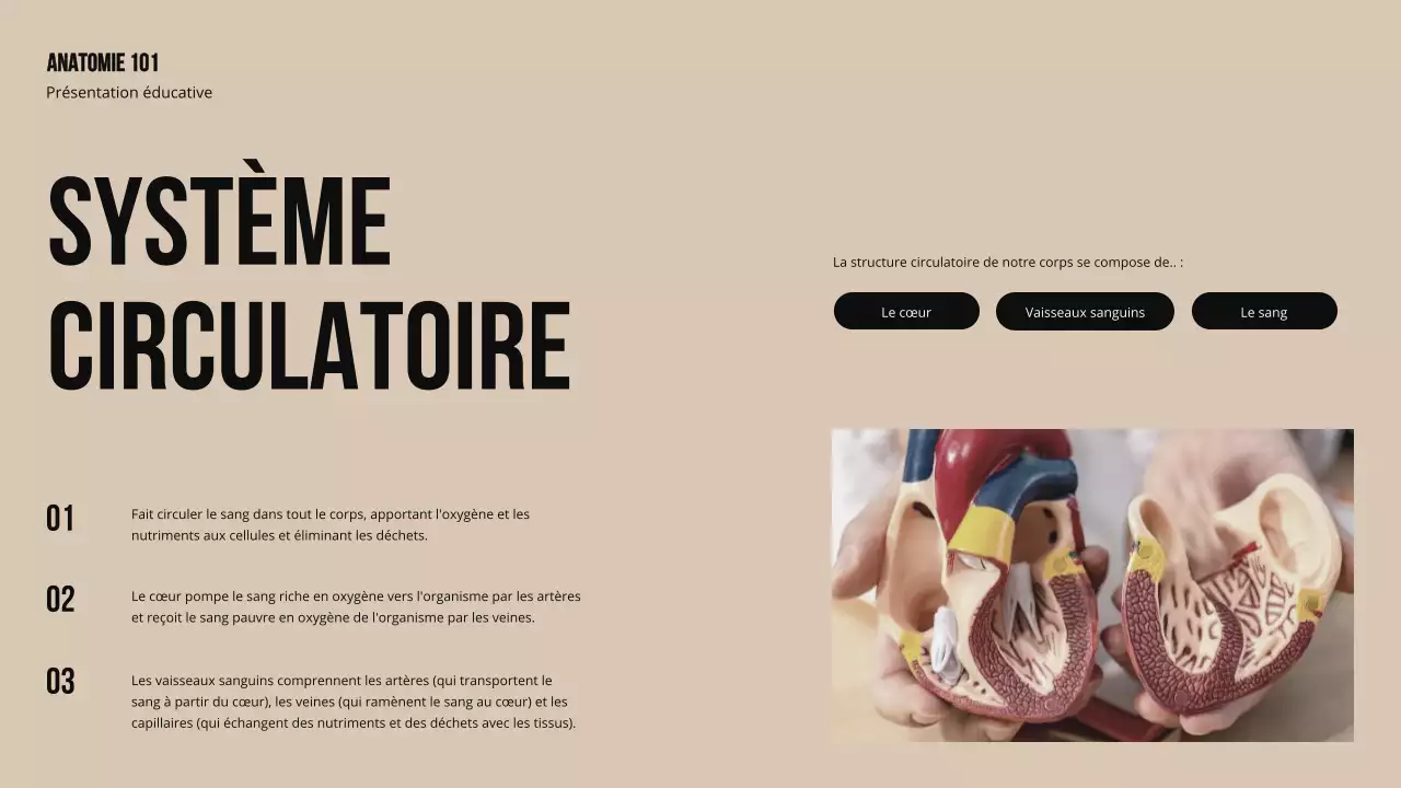 Matériel d'étude sur la structure et la fonction des parties du corps Ivory Bold