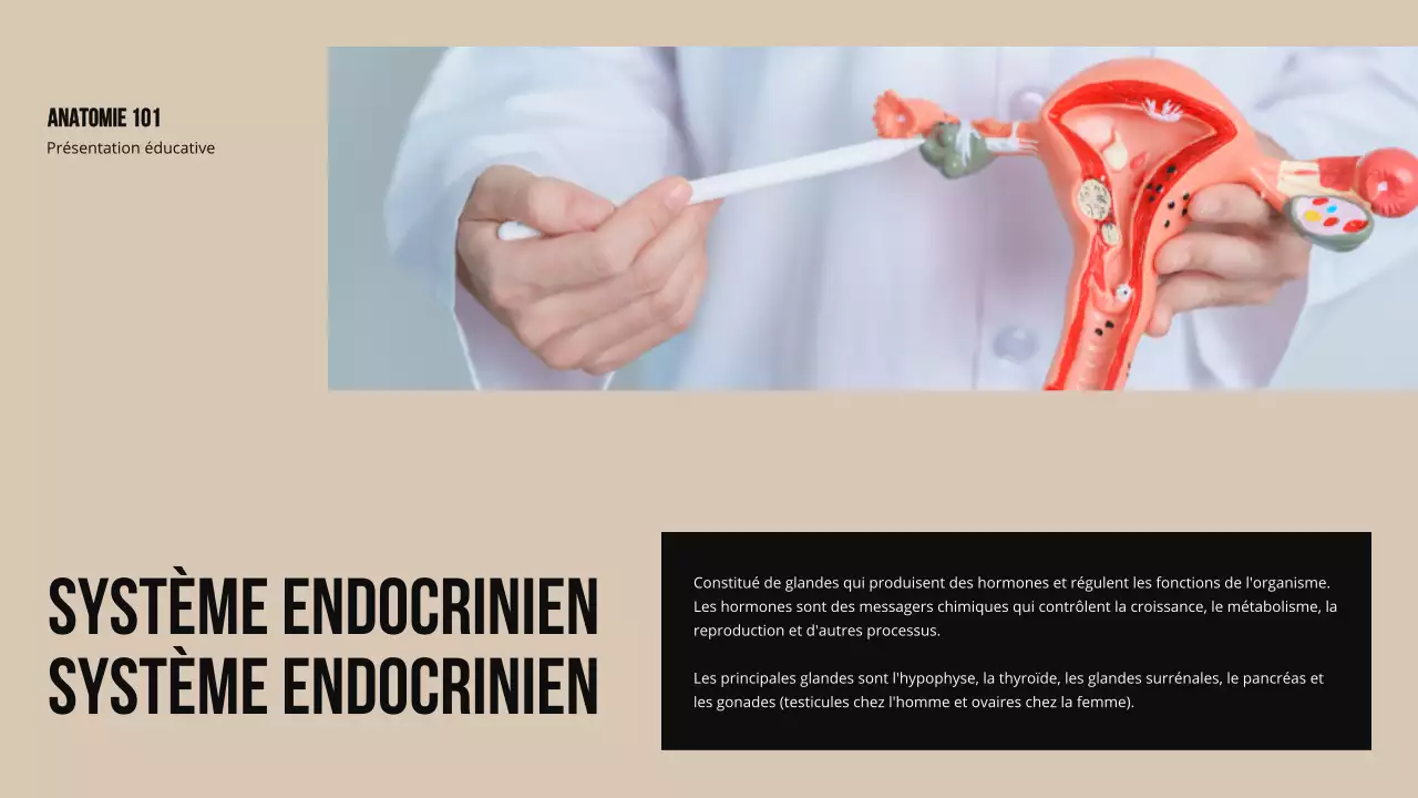 Matériel d'étude sur la structure et la fonction des parties du corps Ivory Bold