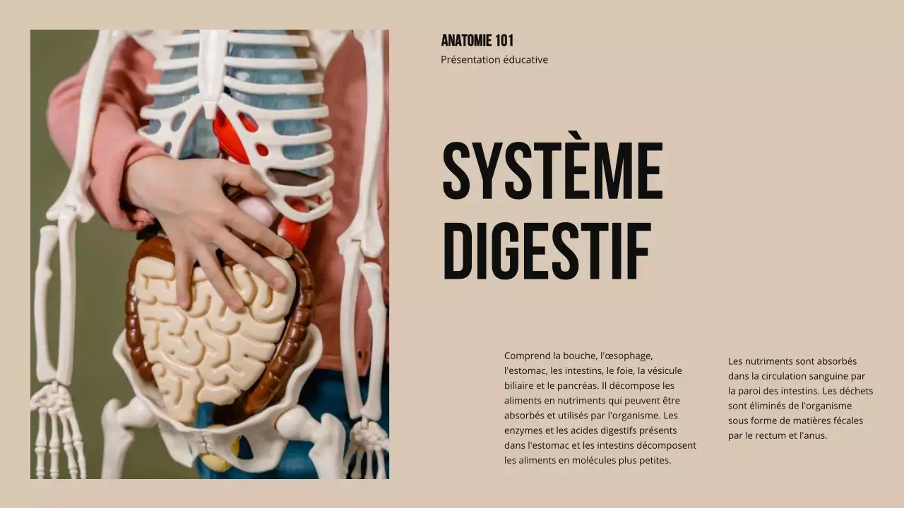 Matériel d'étude sur la structure et la fonction des parties du corps Ivory Bold