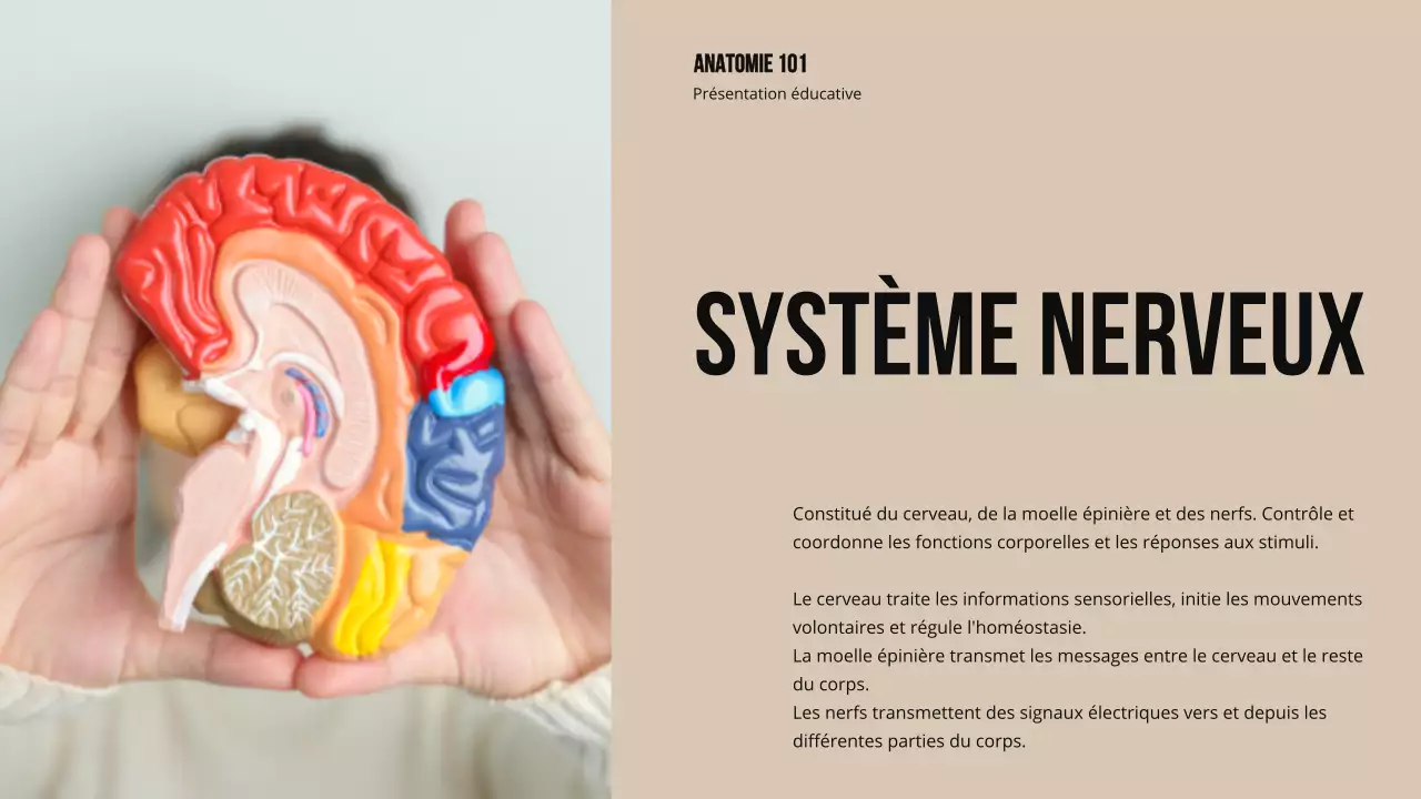 Matériel d'étude sur la structure et la fonction des parties du corps Ivory Bold