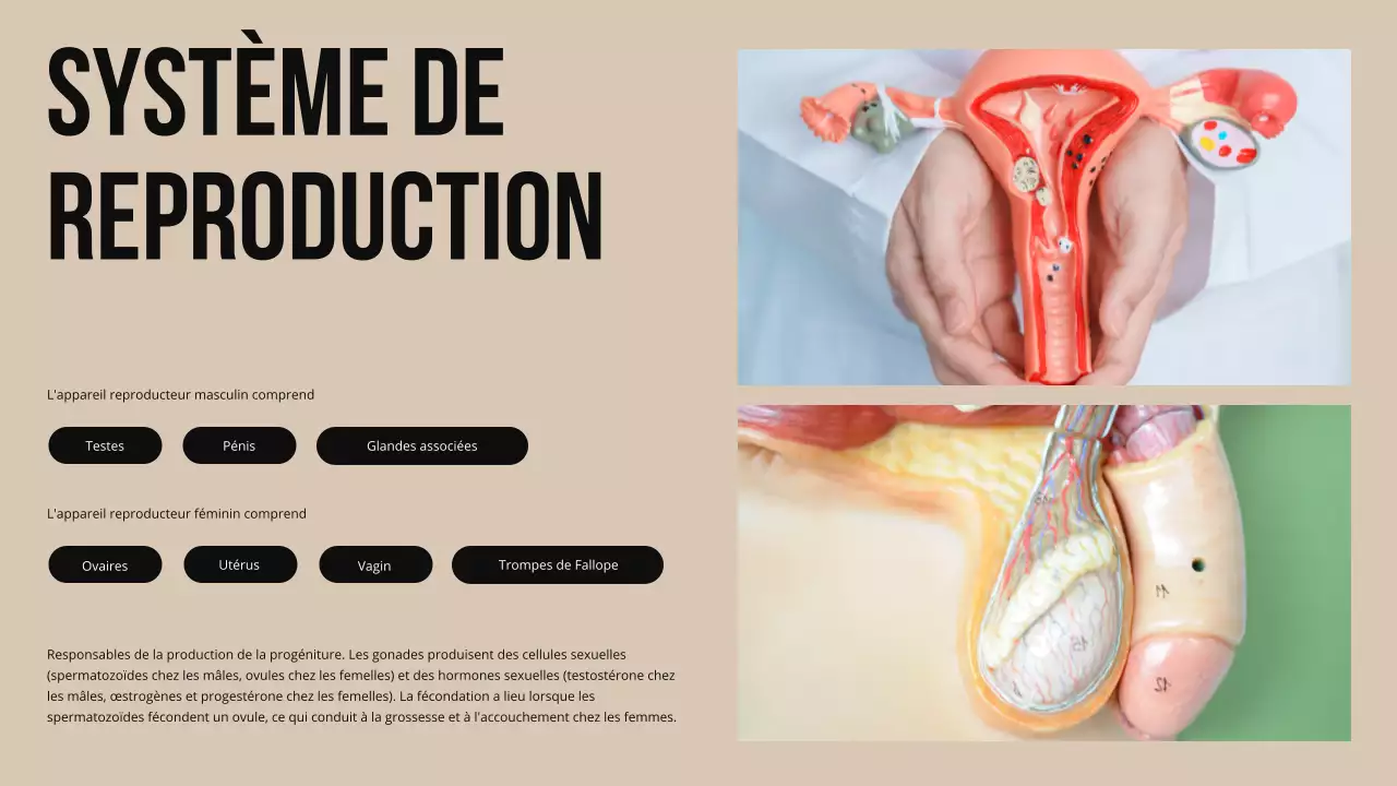 Matériel d'étude sur la structure et la fonction des parties du corps Ivory Bold