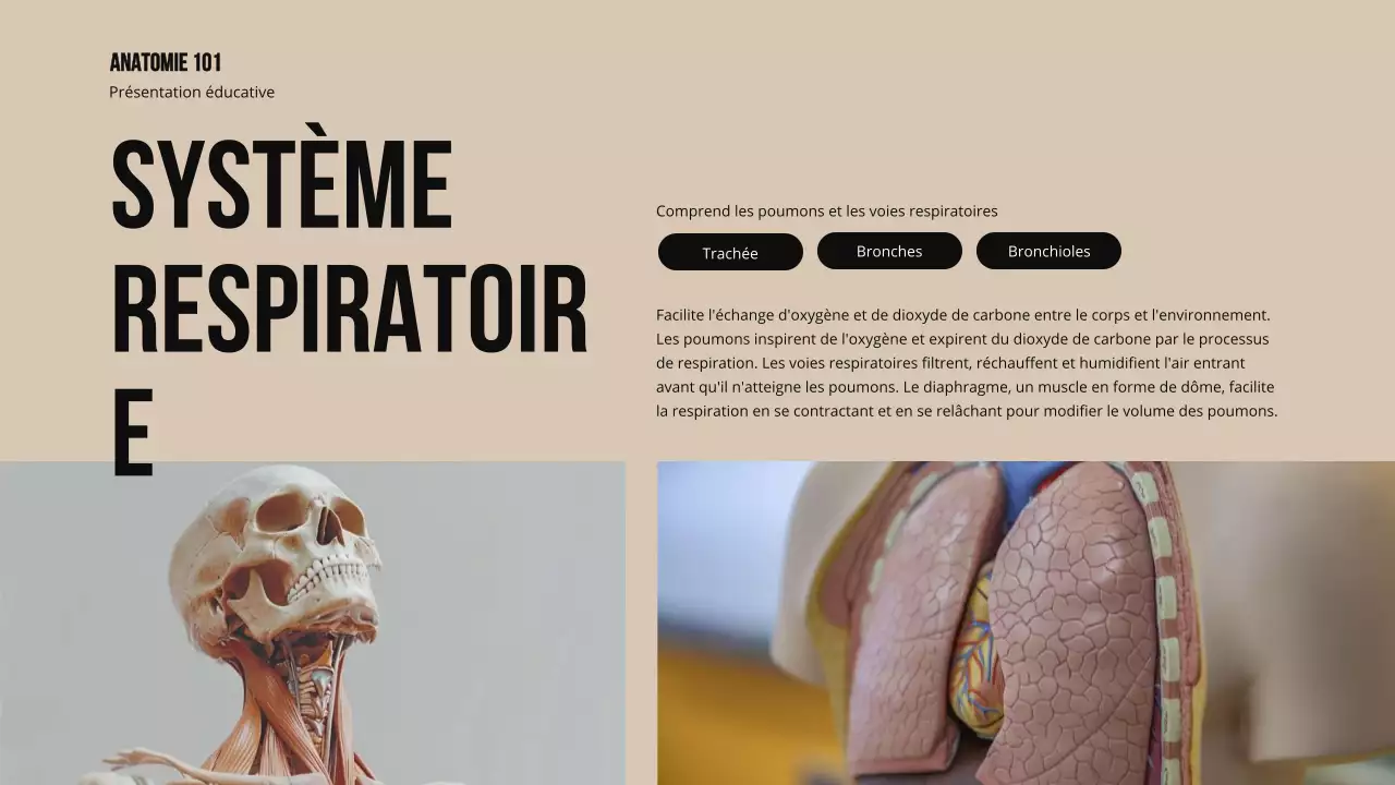 Matériel d'étude sur la structure et la fonction des parties du corps Ivory Bold