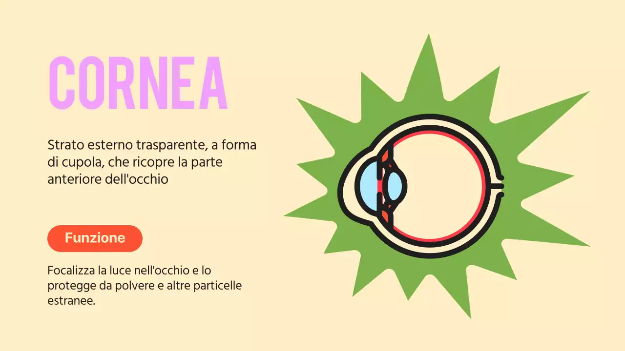 Nero arancione Occhi vistosi Materiale per conferenze