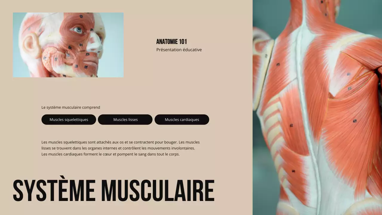 Matériel d'étude sur la structure et la fonction des parties du corps Ivory Bold