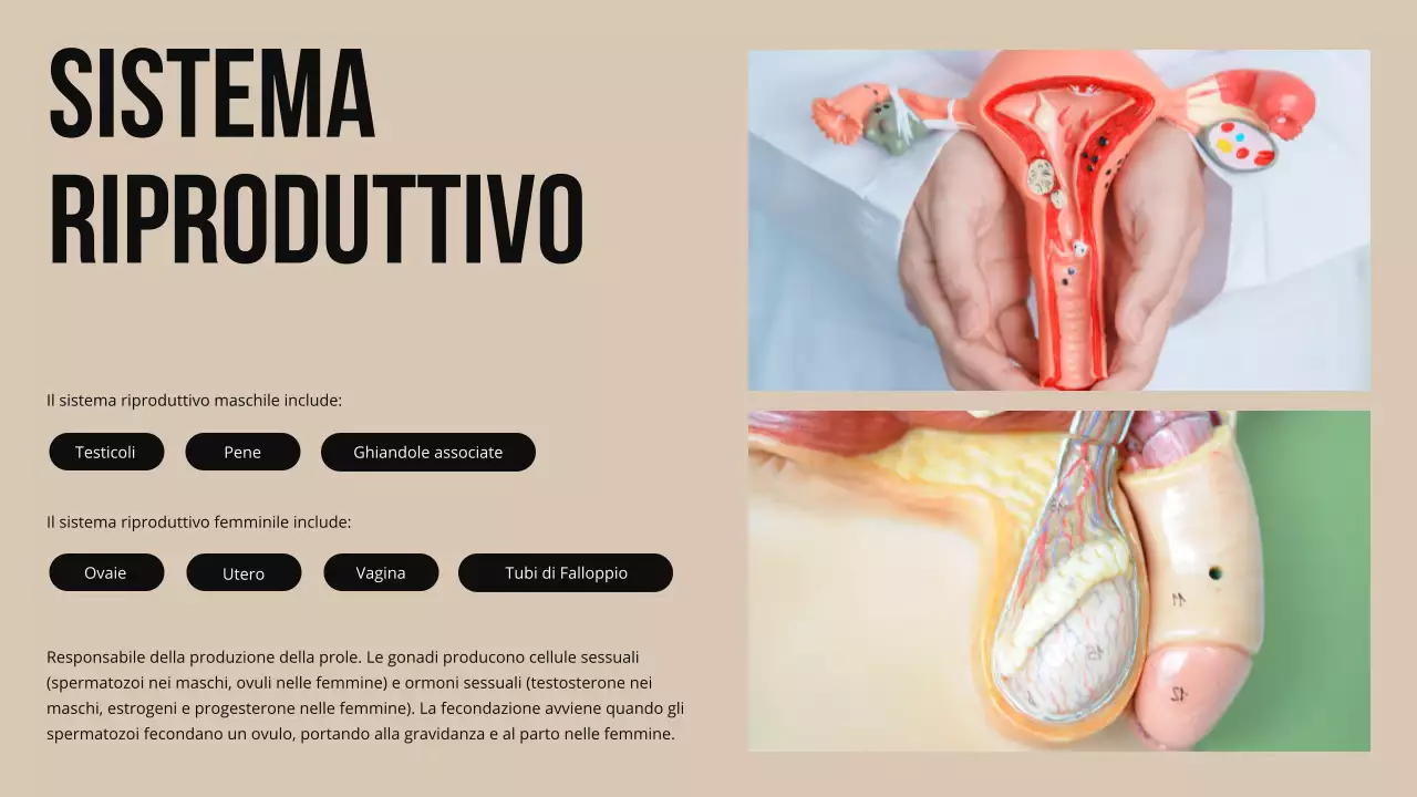 Materiale di studio sulla struttura e la funzione delle parti del corpo in grassetto d'avorio