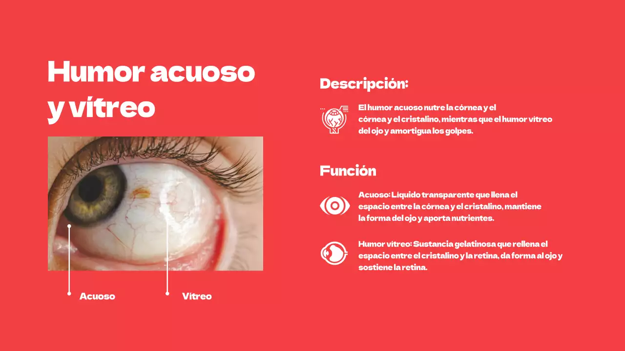 Rojo Partes simples de los ojos Material de estudio