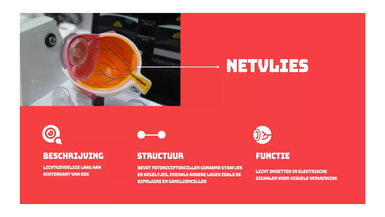 Rood Eenvoudige Delen van de Ogen Studiemateriaal