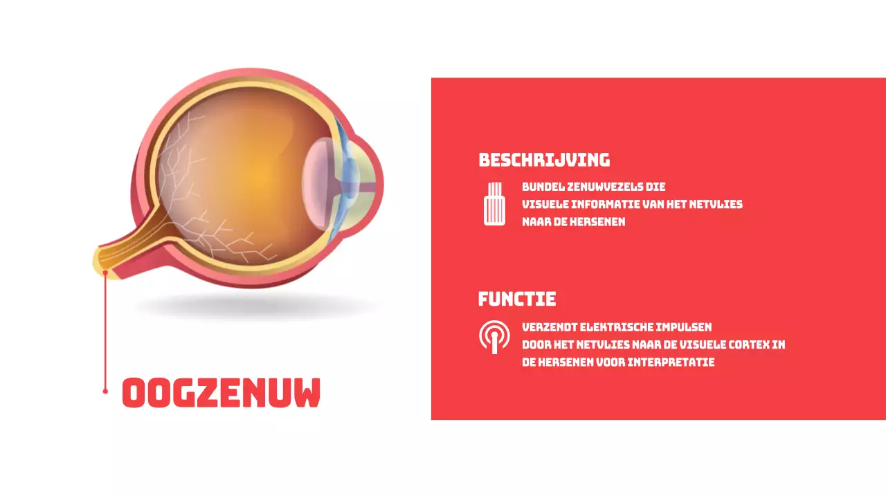 Rood Eenvoudige Delen van de Ogen Studiemateriaal