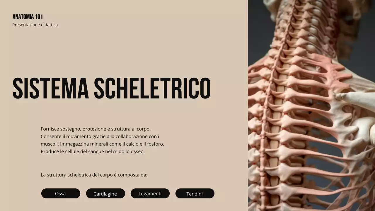 Materiale di studio sulla struttura e la funzione delle parti del corpo in grassetto d'avorio