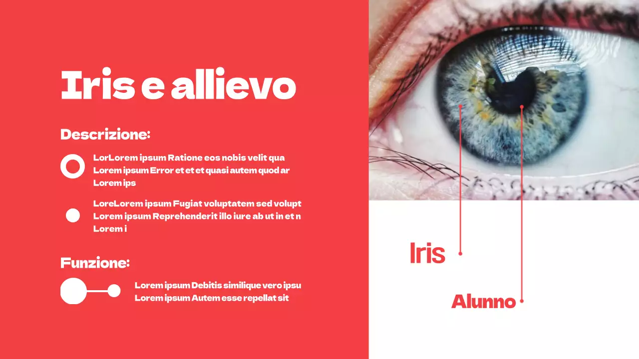 Rosso Parti semplici degli occhi Materiale di studio