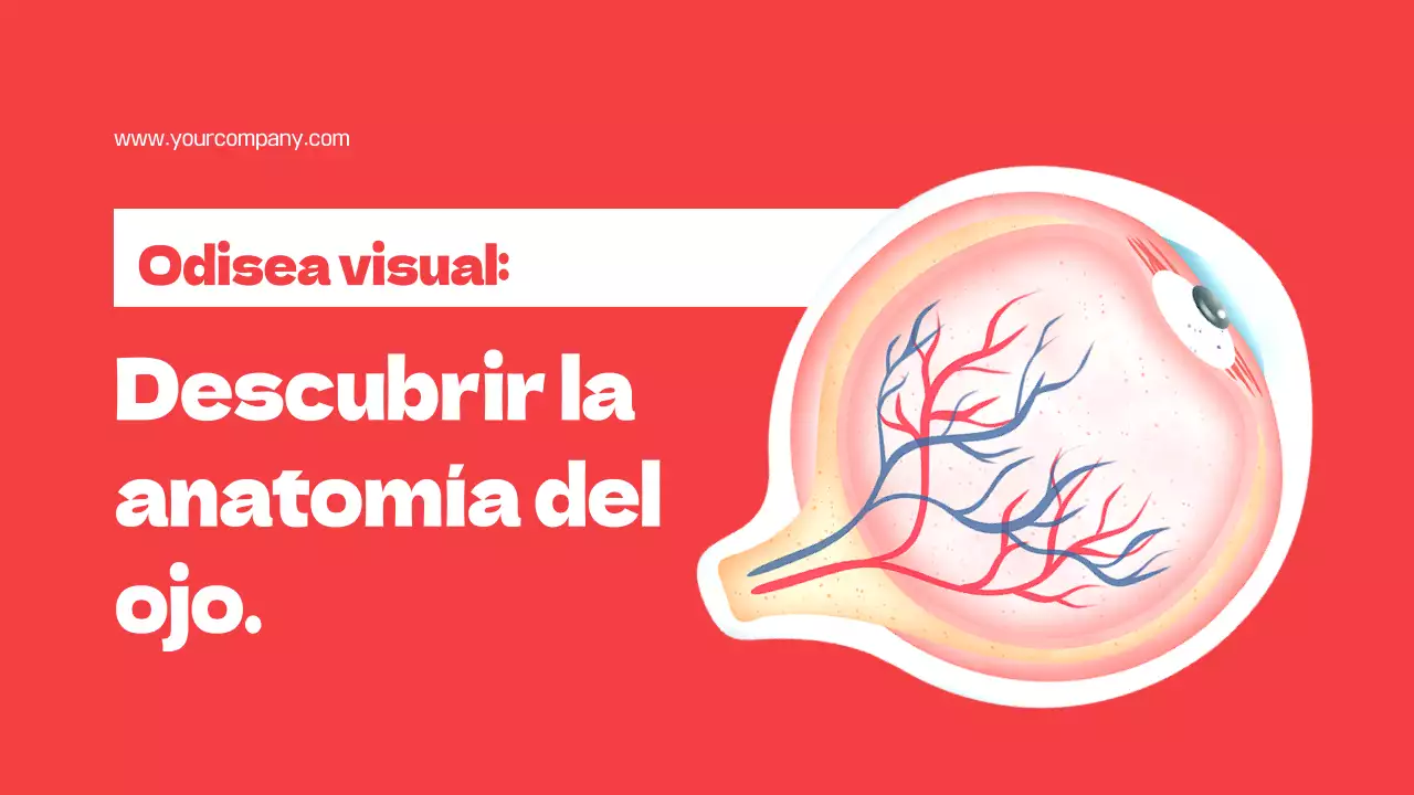 Rojo Partes simples de los ojos Material de estudio