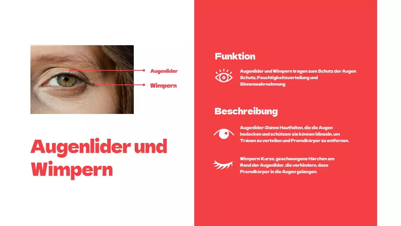 Rote einfache Teile der Augen Studienmaterialien