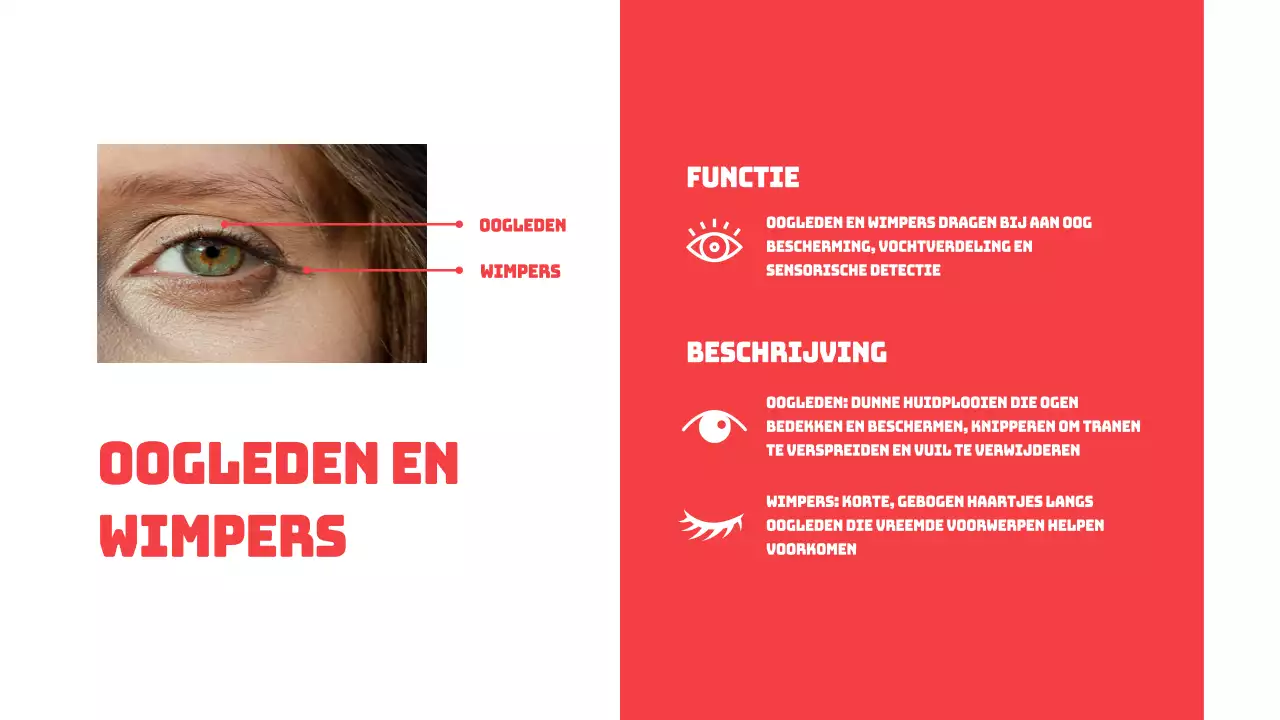 Rood Eenvoudige Delen van de Ogen Studiemateriaal