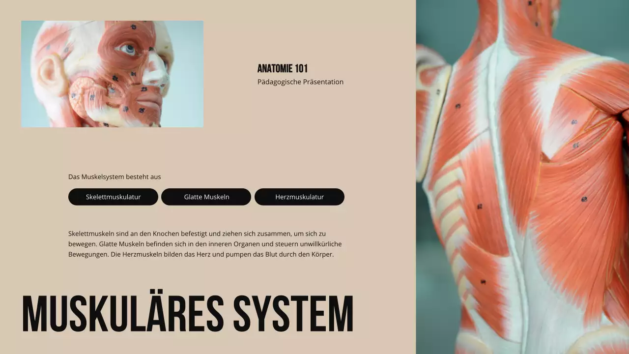 Ivory Bold Struktur und Funktion der Körperteile Studienmaterial