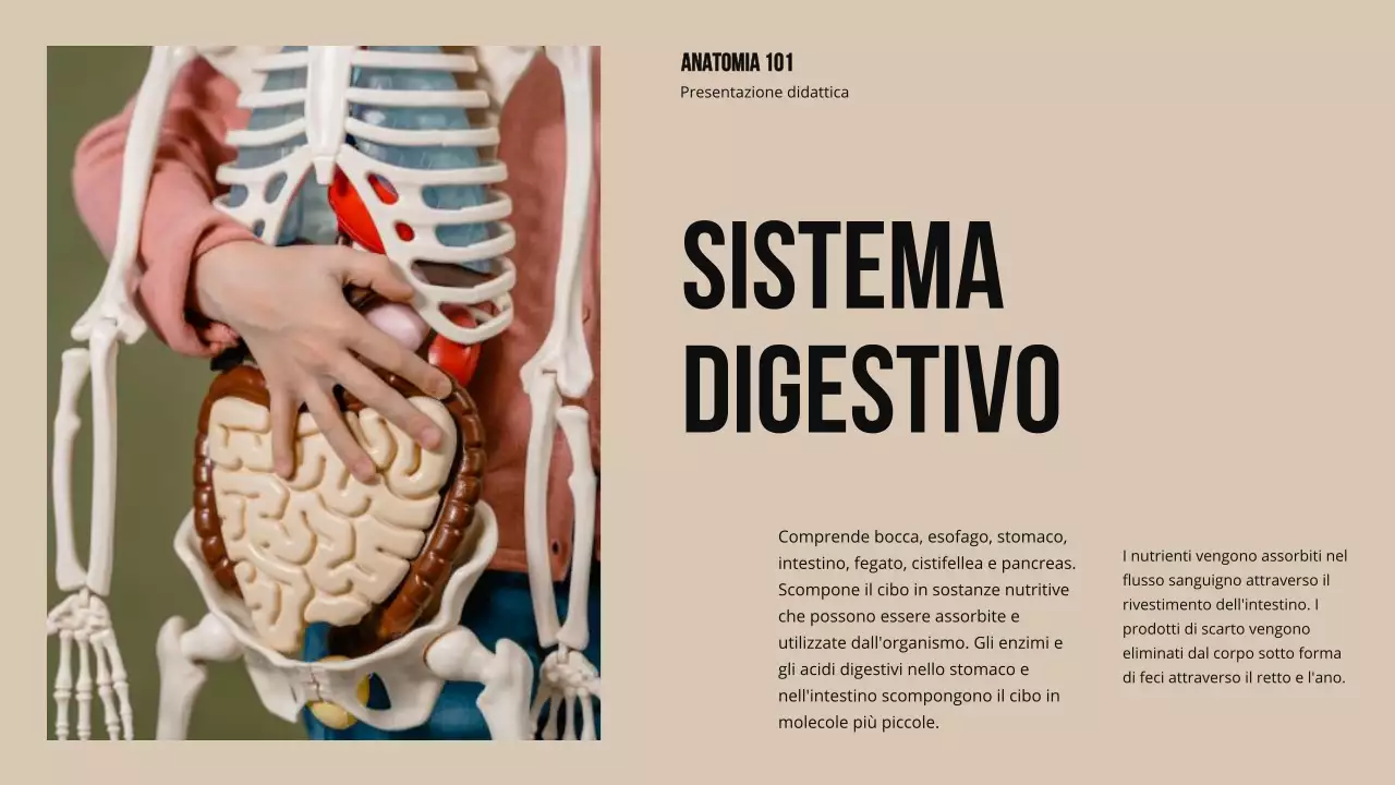 Materiale di studio sulla struttura e la funzione delle parti del corpo in grassetto d'avorio