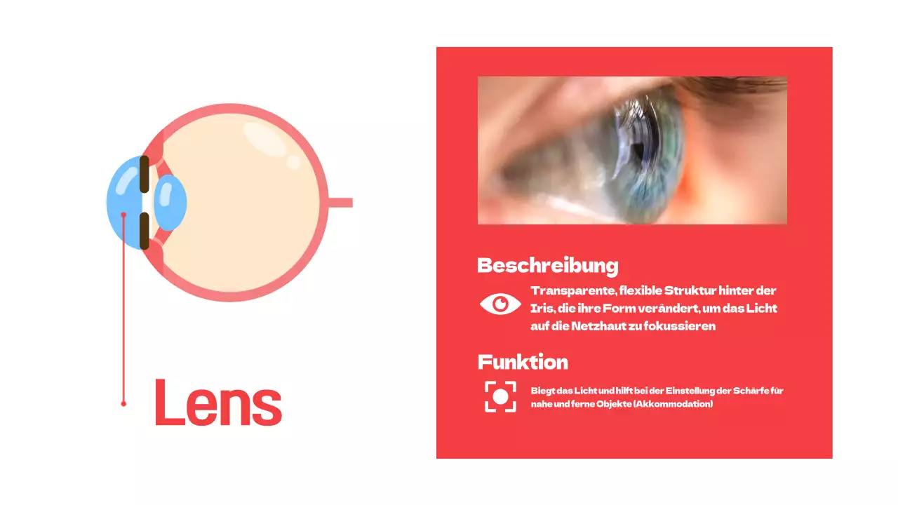 Rote einfache Teile der Augen Studienmaterialien