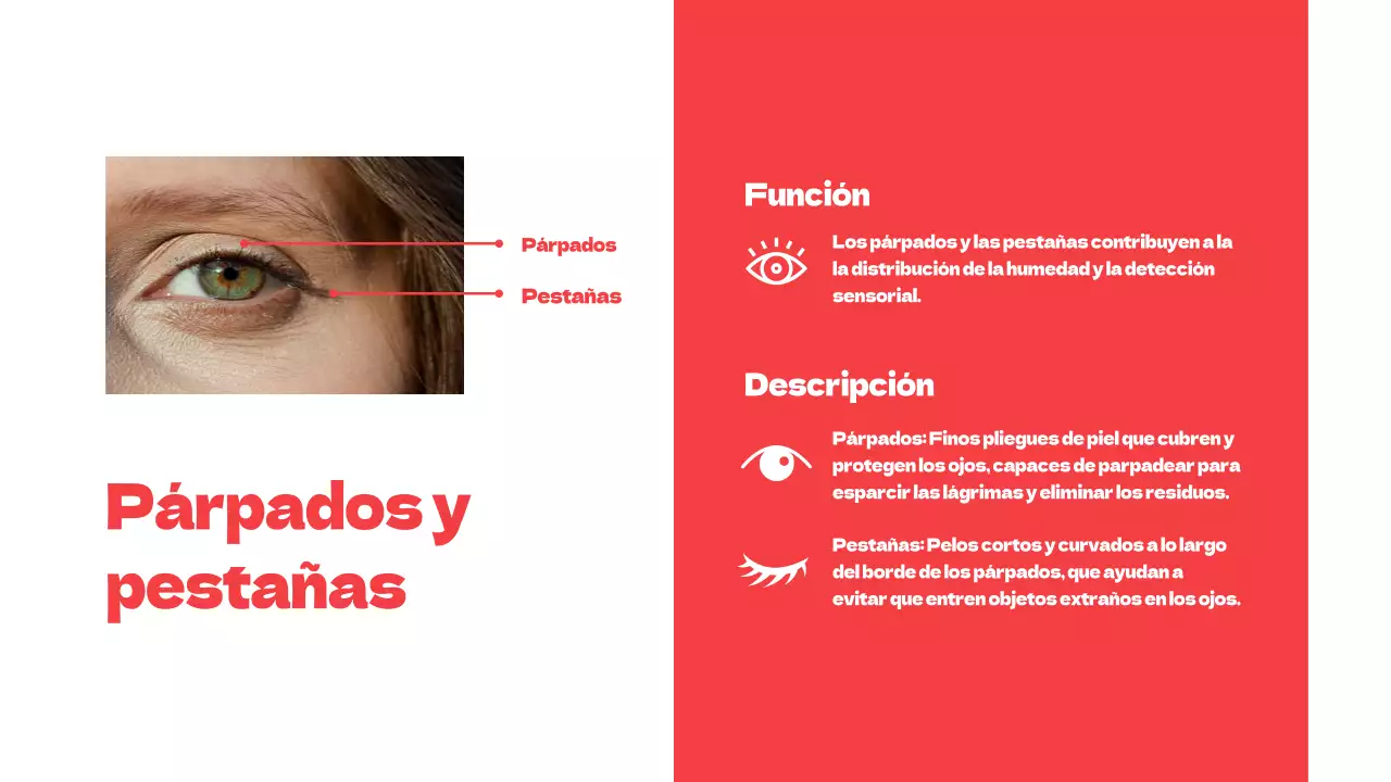 Rojo Partes simples de los ojos Material de estudio