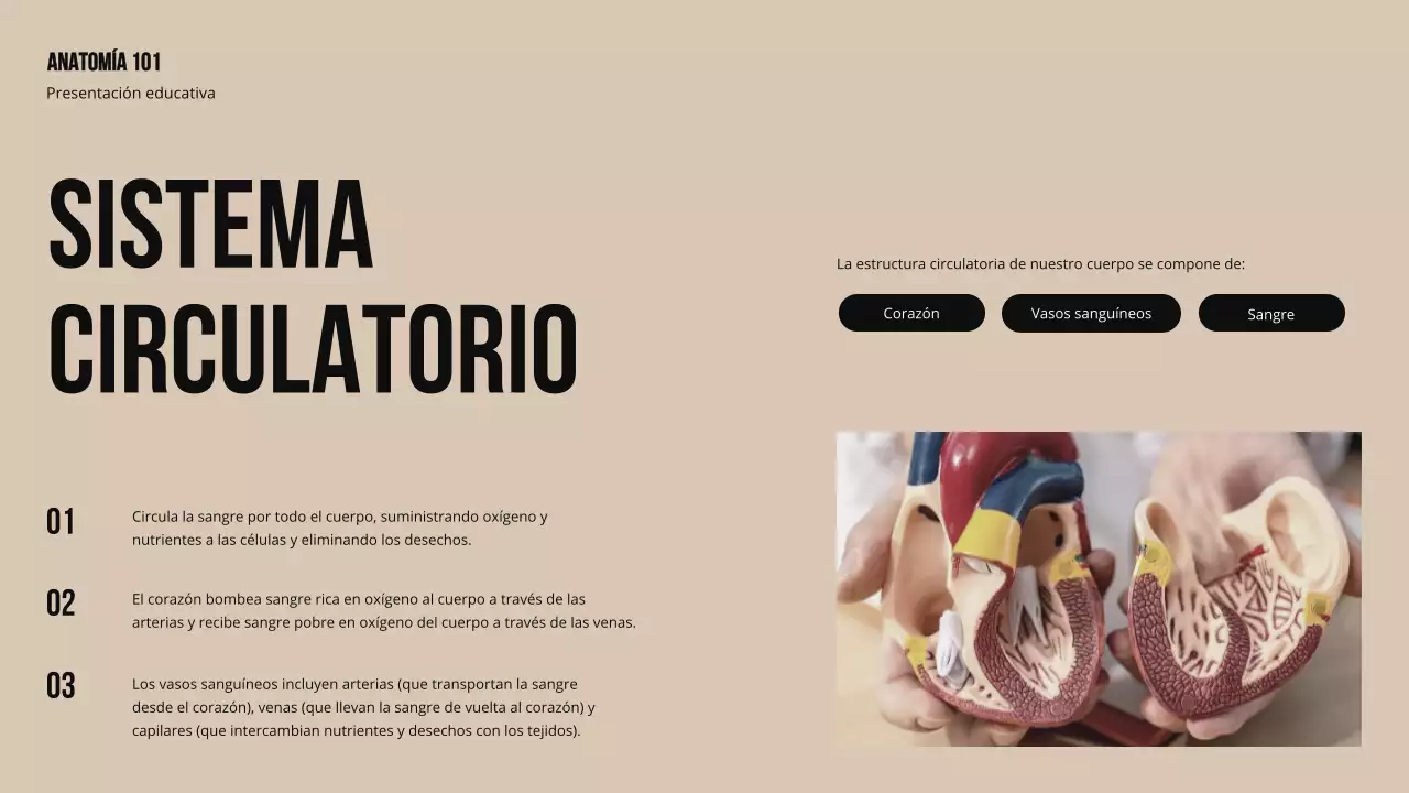 Ivory Bold Estructura y función de las partes del cuerpo Material de estudio