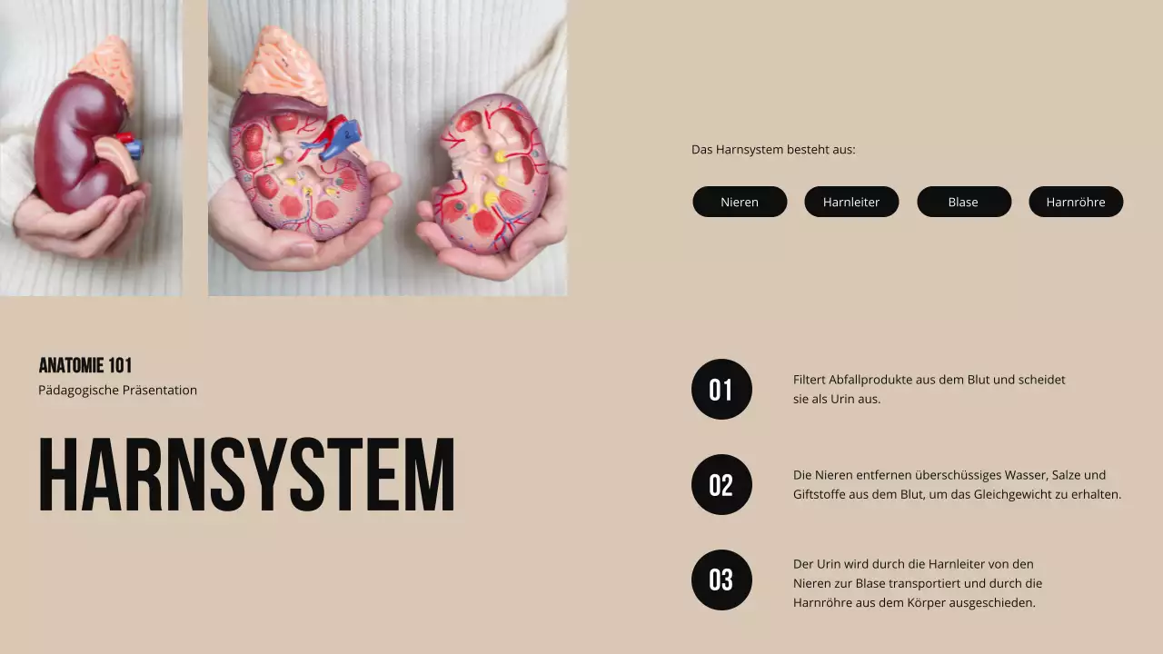 Ivory Bold Struktur und Funktion der Körperteile Studienmaterial