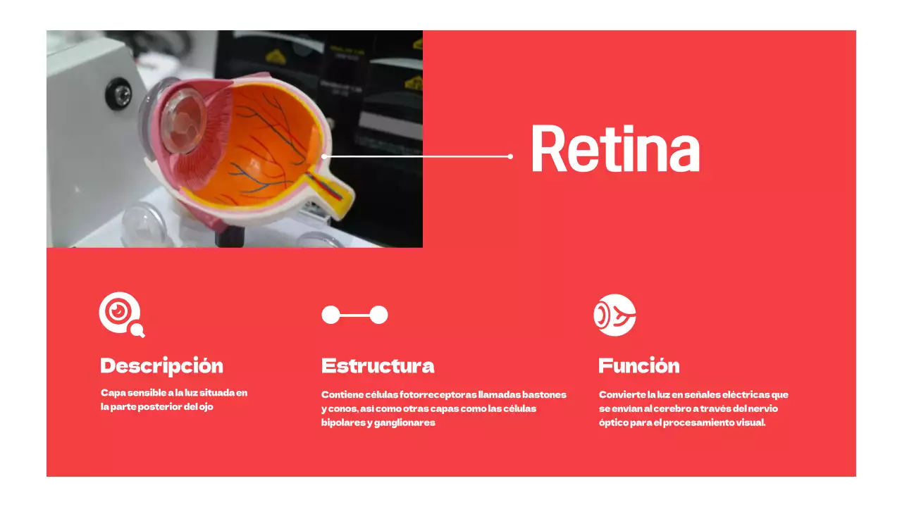 Rojo Partes simples de los ojos Material de estudio