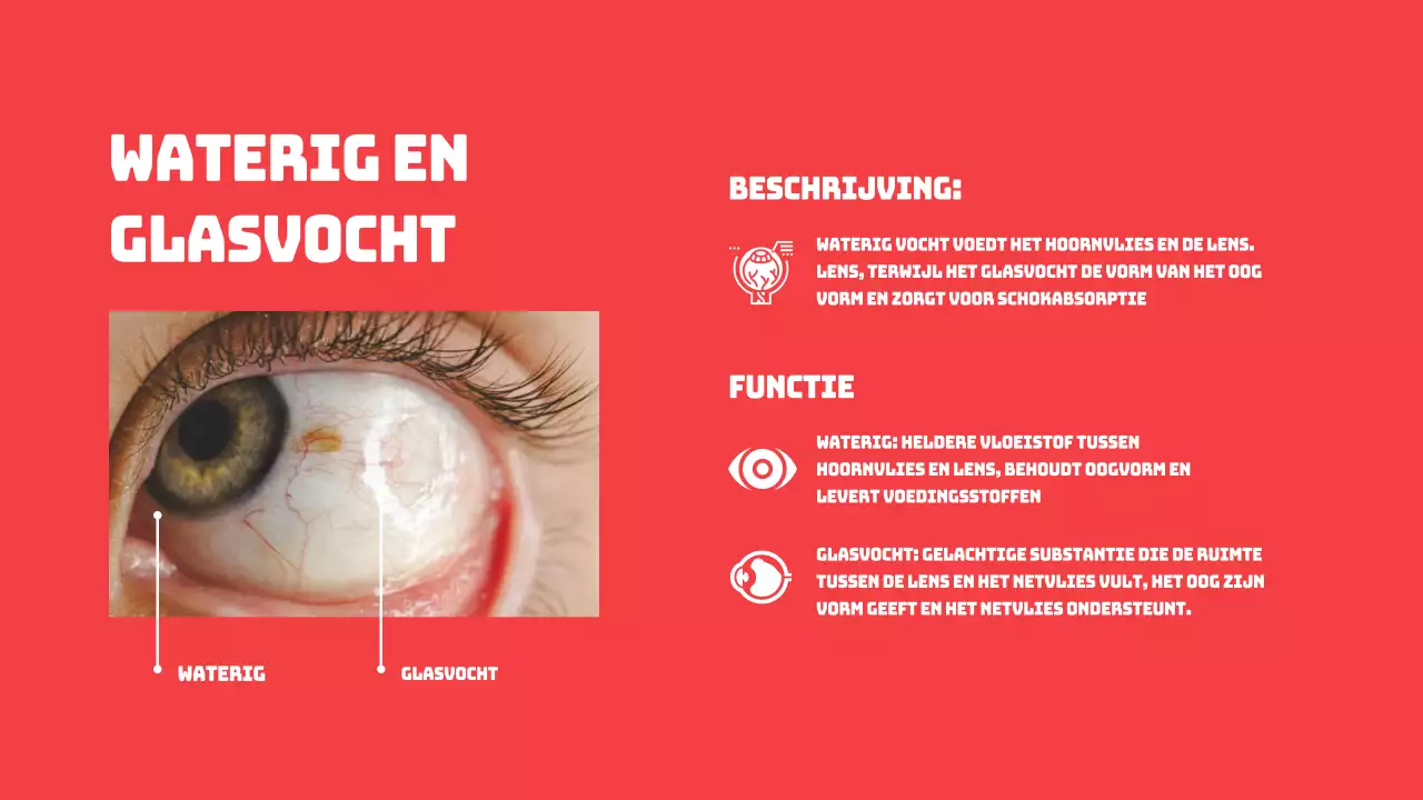 Rood Eenvoudige Delen van de Ogen Studiemateriaal