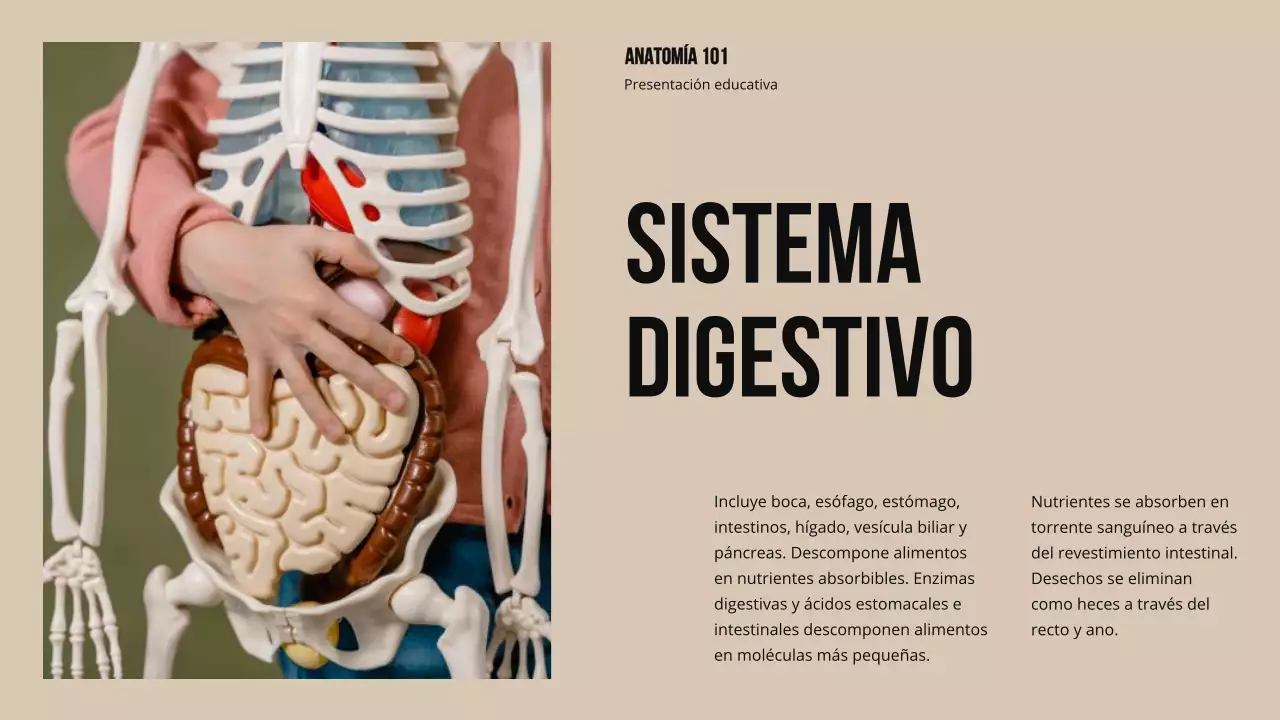 Ivory Bold Estructura y función de las partes del cuerpo Material de estudio