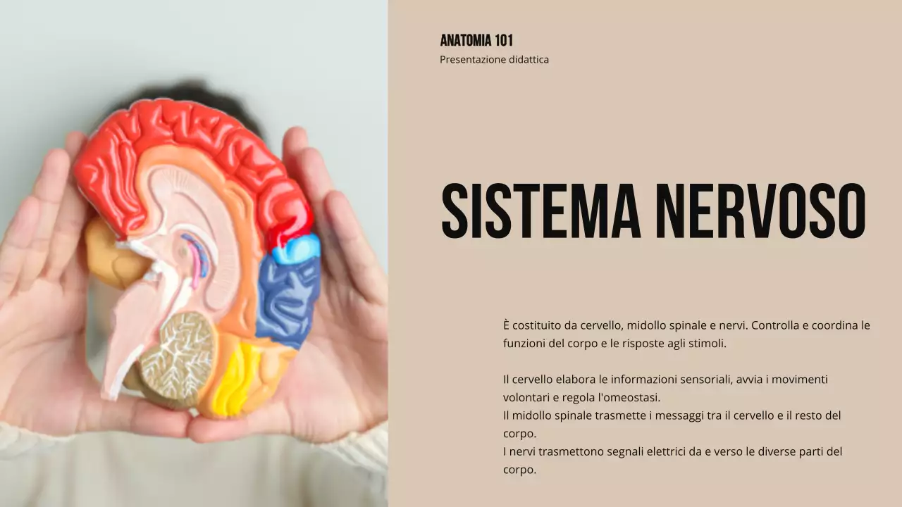 Materiale di studio sulla struttura e la funzione delle parti del corpo in grassetto d'avorio