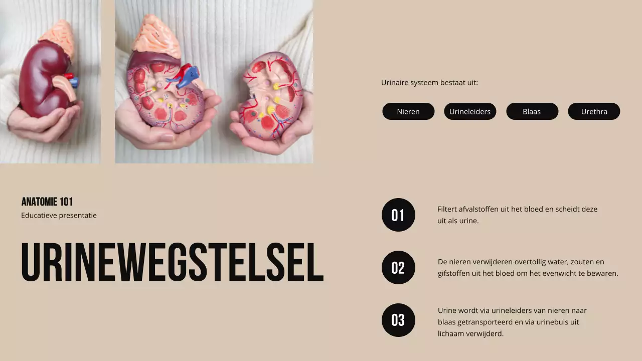 Ivory Bold Structuur en functie van lichaamsdelen Studiemateriaal