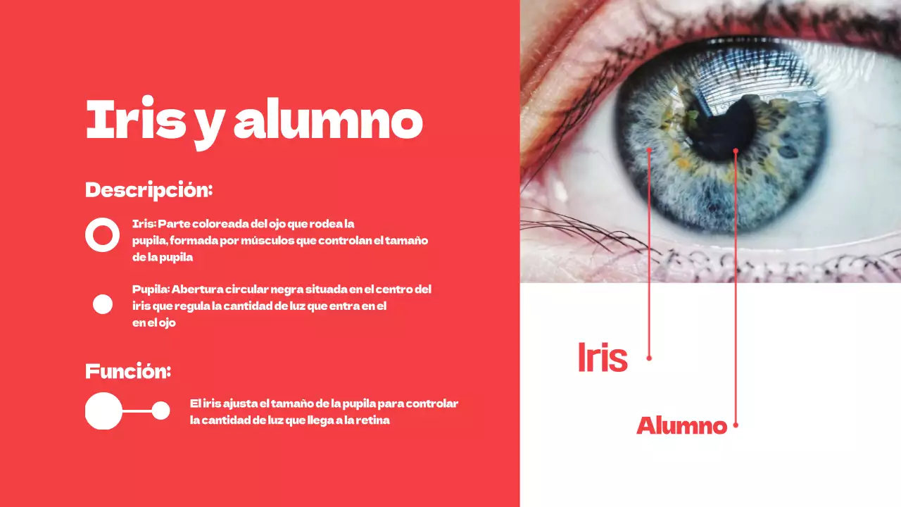 Rojo Partes simples de los ojos Material de estudio