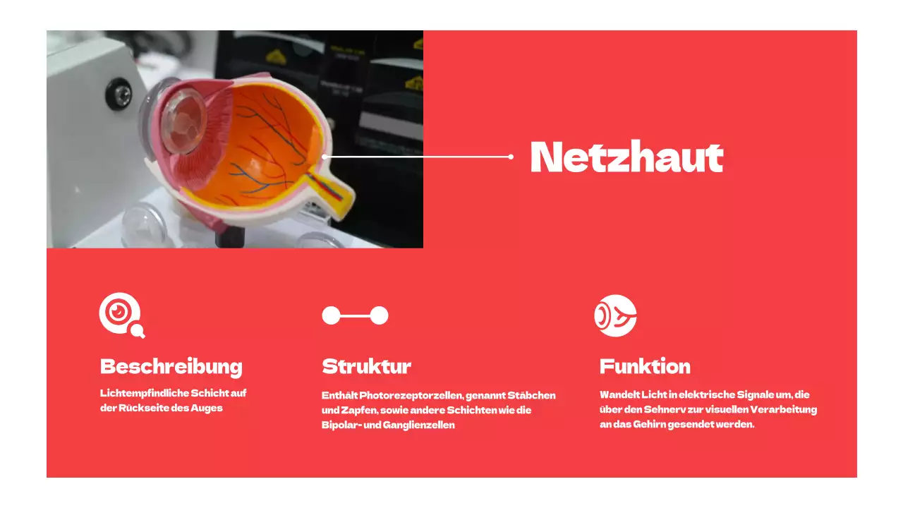 Rote einfache Teile der Augen Studienmaterialien