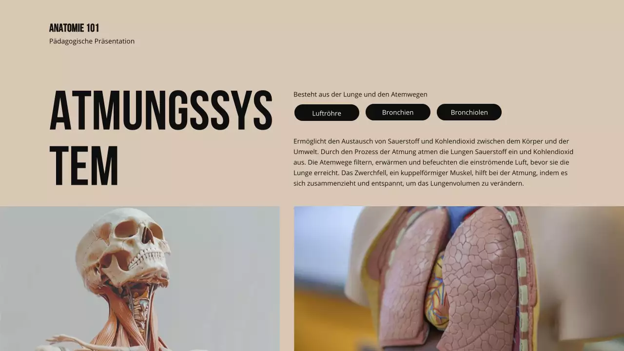 Ivory Bold Struktur und Funktion der Körperteile Studienmaterial