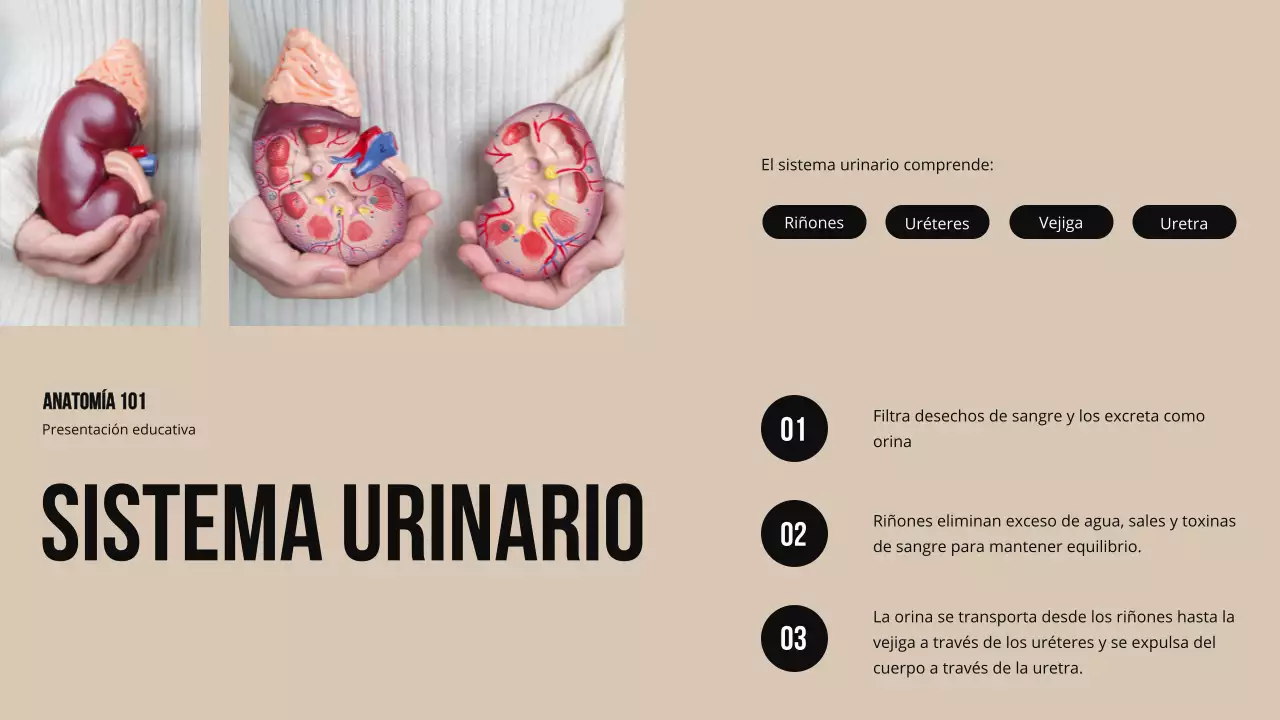 Ivory Bold Estructura y función de las partes del cuerpo Material de estudio