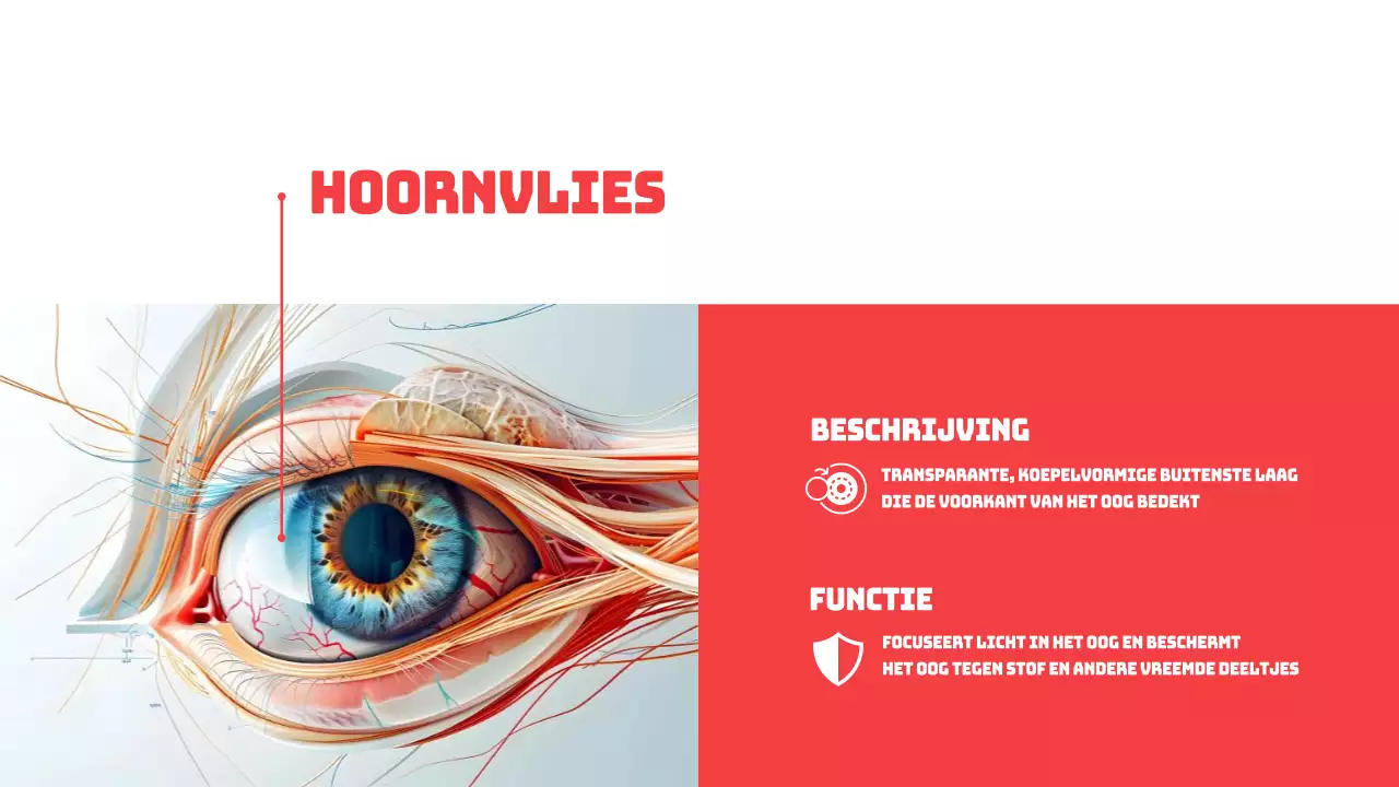 Rood Eenvoudige Delen van de Ogen Studiemateriaal