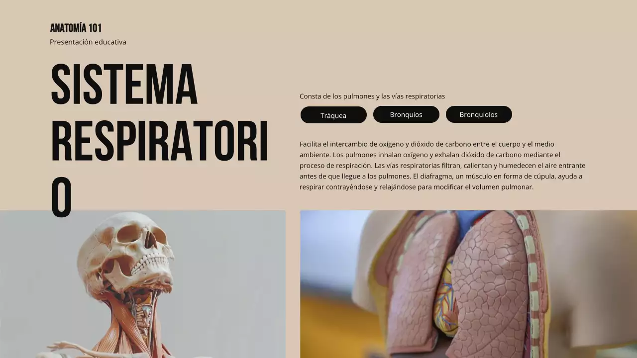 Ivory Bold Estructura y función de las partes del cuerpo Material de estudio