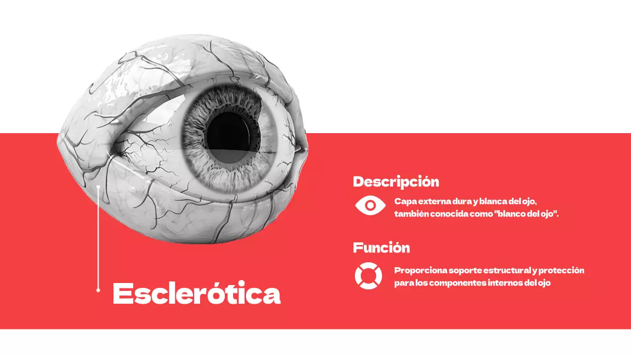 Rojo Partes simples de los ojos Material de estudio