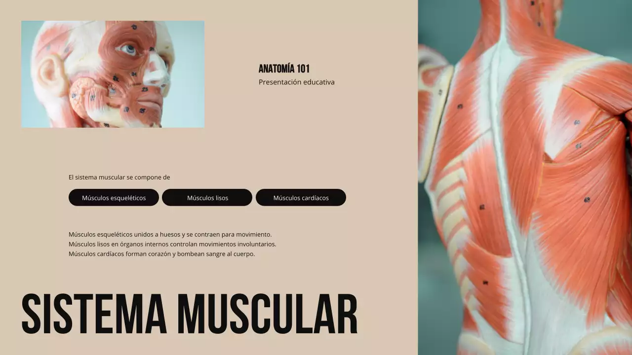 Ivory Bold Estructura y función de las partes del cuerpo Material de estudio