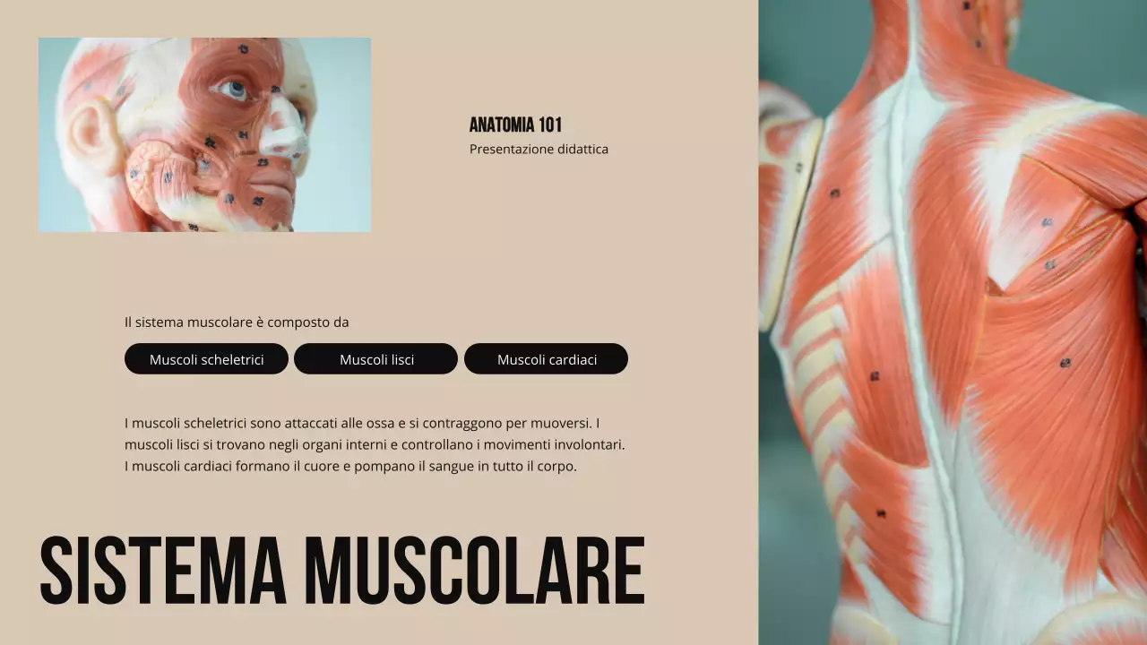 Materiale di studio sulla struttura e la funzione delle parti del corpo in grassetto d'avorio