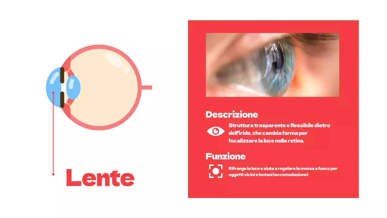 Rosso Parti semplici degli occhi Materiale di studio