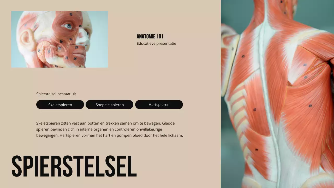 Ivory Bold Structuur en functie van lichaamsdelen Studiemateriaal