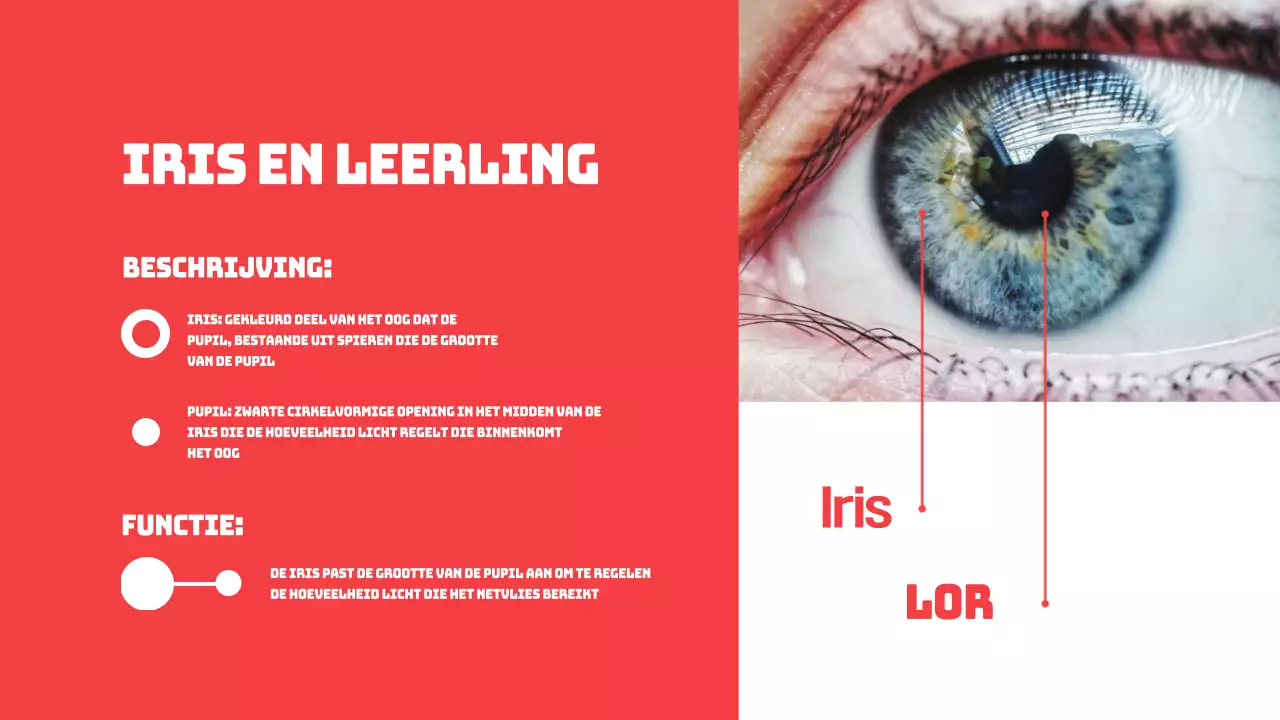 Rood Eenvoudige Delen van de Ogen Studiemateriaal