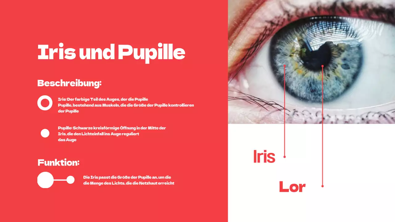 Rote einfache Teile der Augen Studienmaterialien