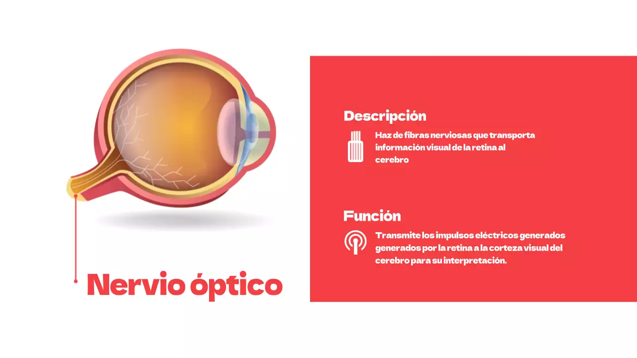 Rojo Partes simples de los ojos Material de estudio