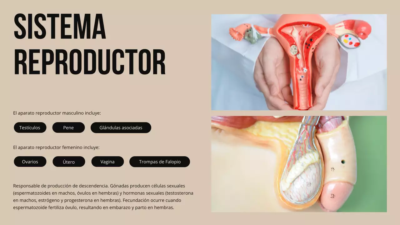 Ivory Bold Estructura y función de las partes del cuerpo Material de estudio