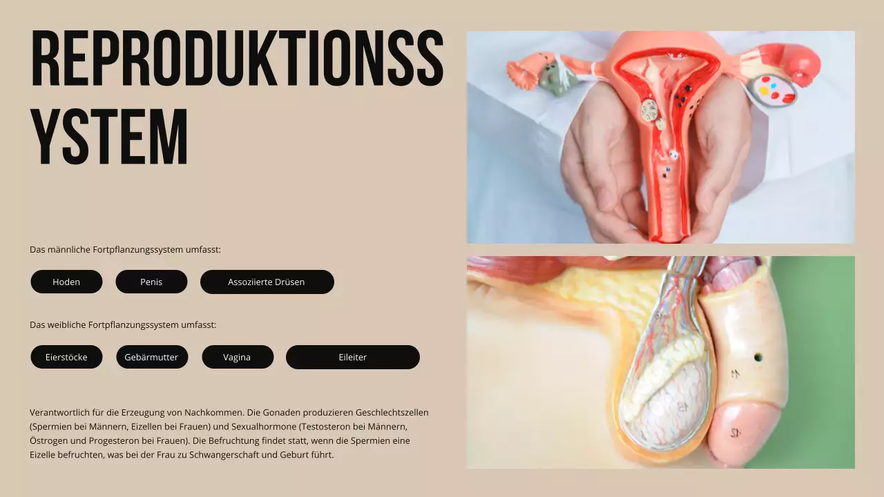 Ivory Bold Struktur und Funktion der Körperteile Studienmaterial