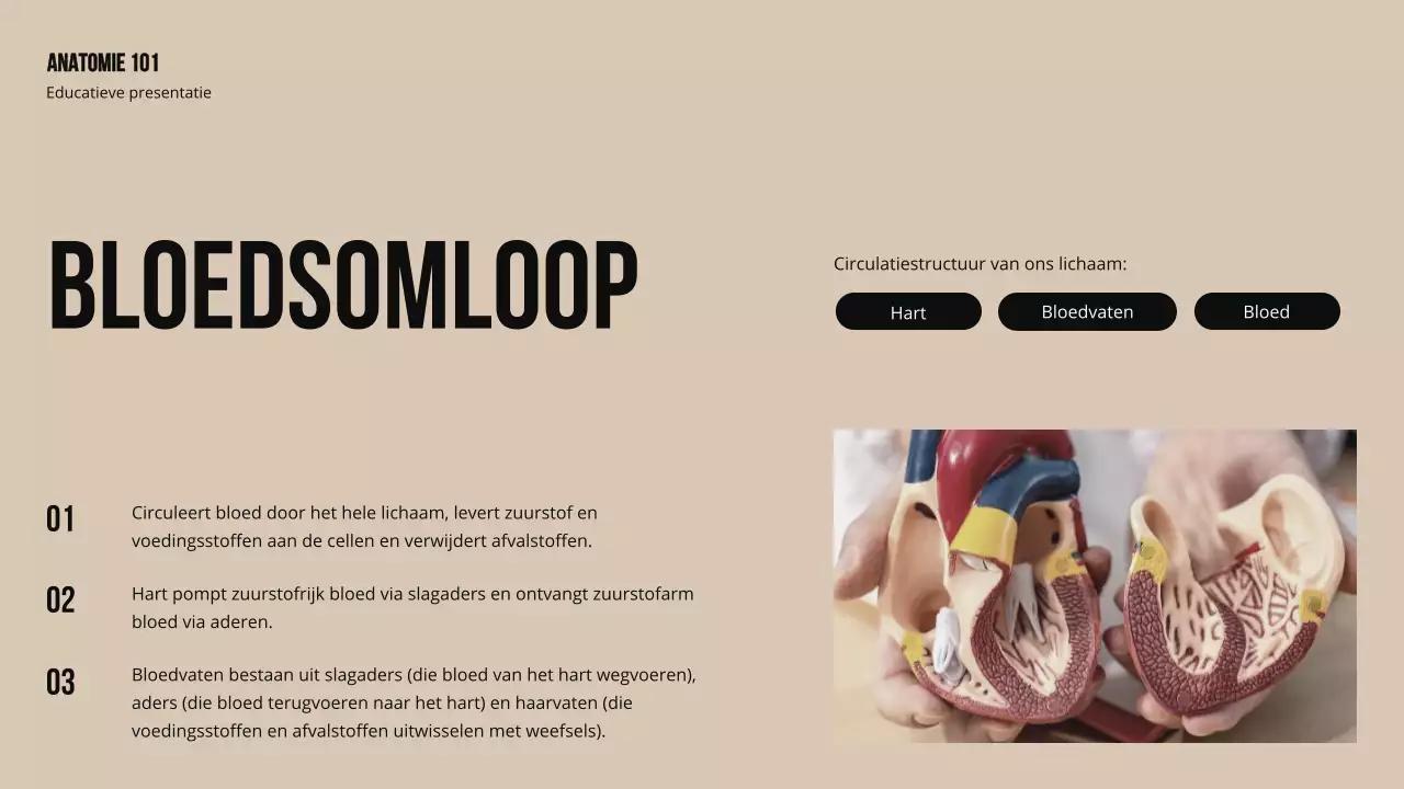 Ivory Bold Structuur en functie van lichaamsdelen Studiemateriaal